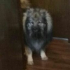 FloofBoof