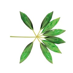 KoKoBop