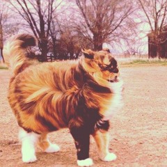 Calico