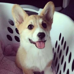 Jasper De Panda (Jasper)