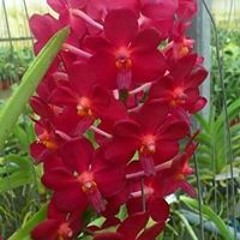 တေယာက္ေသာ သူ