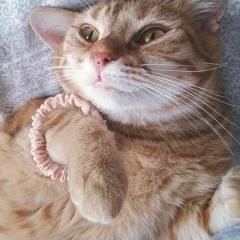 Pfeiffer D.