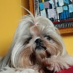 Loke