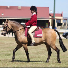 My Buckskin Pony