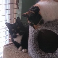 Katiana L. (MandoKat)