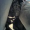 Oreo DogDfw