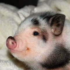 Vương Trần Trung