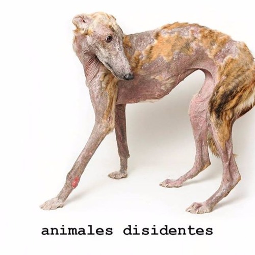 Animales Disidentes’s avatar