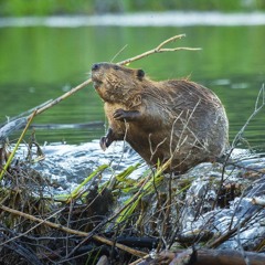 Got Dam? Productions