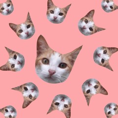 PerryTheCat