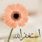 Nema Hussien