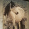 tammy Hallenbeck