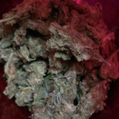 Jose Luis S'Rodriguez