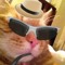 im the catman