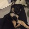 Sleeping Pup