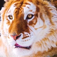 RayRay Jeremiah Haswell