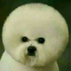 Woojang Pyeon