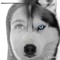 demonCTP