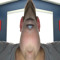 GalaxyGamer