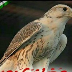 Ahmed Mahmoed
