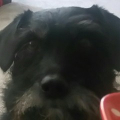 Noodles