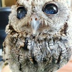 Little owl