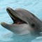 Mr.CrazyDolphin