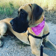 Lulu