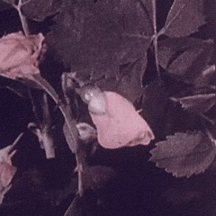 ruidismo