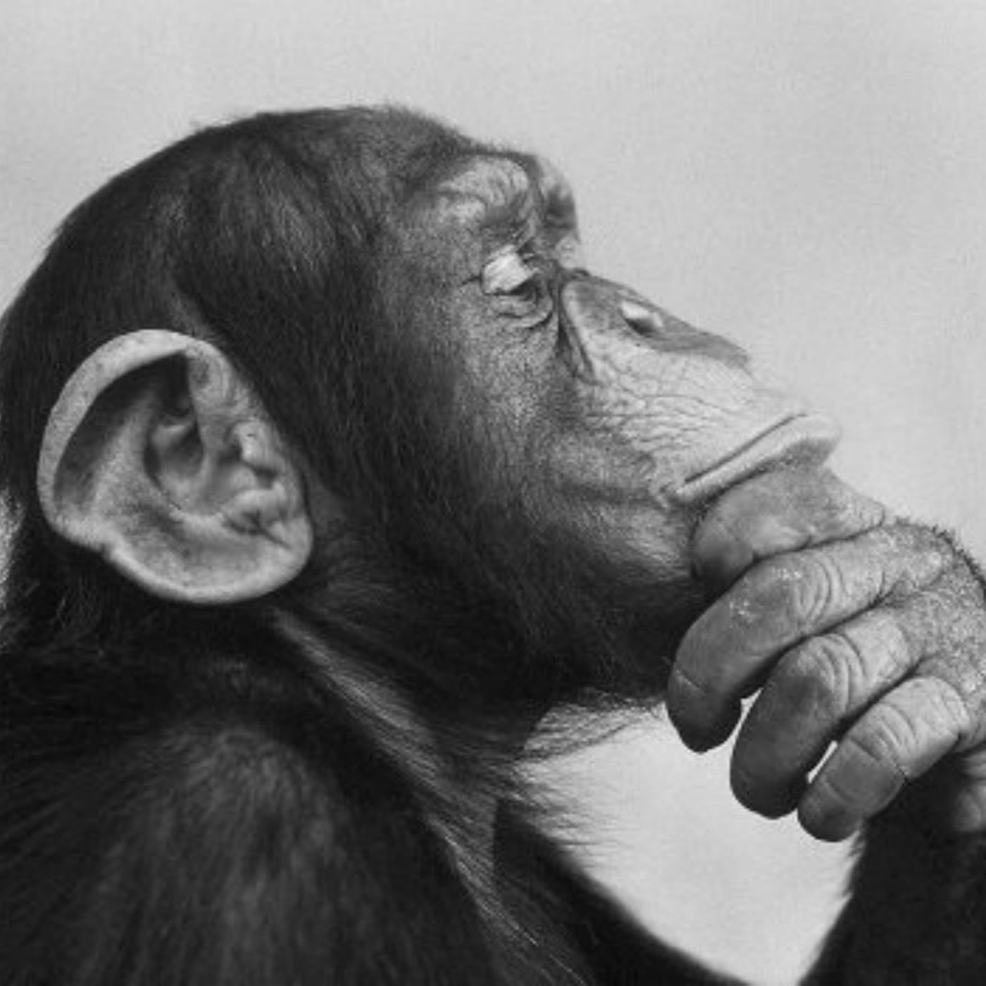 The Monkey's Playground