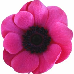 BlossomBriar
