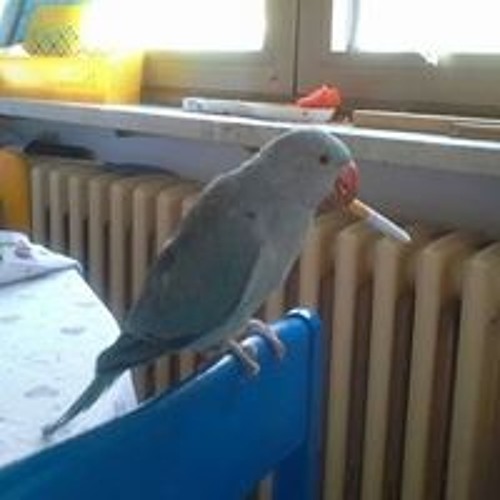 pikers,frosti rege,mfc-pytali.mp3