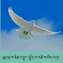 Tenzin Choesang