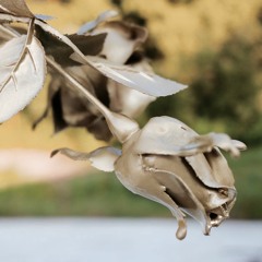 Focus(FredB & Rosebud)