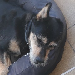 Hugo