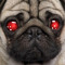 irishpugwtf