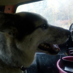 Maxim390 HEYGEARS RUSSIAN