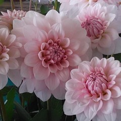 Dahlia tellinacean ( ダリア桜貝 )