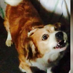 Jonathan A. Jauregui