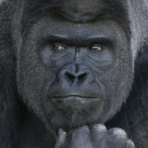 Stream 長谷川陸太郎 Music Listen To Songs Albums Playlists For Free On Soundcloud