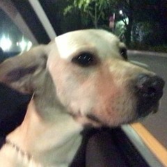 P'Cock - Telephone Song (Andi Hanley Edit)