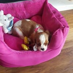 Rebecca Holgate Newest