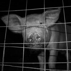 Two Horses and a Cow