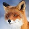 Mr Fox To You