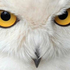 WhiteOwl