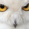 WhiteOwl