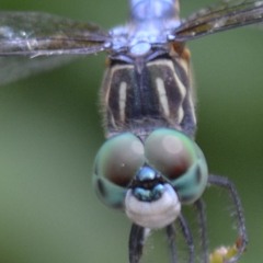 Ÿ U N G J Δ N ☰ T