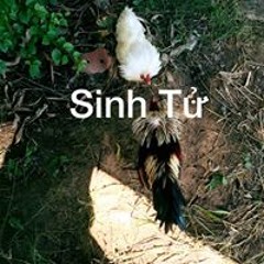 Hip Hiển
