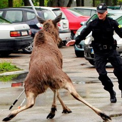 MooseNetwork Network