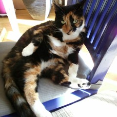 Felinenijman